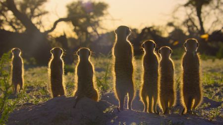 Meerkats begin their day basking in the early morning sun and chattering to each other. Recent research has found that meerkats take turns to call, waiting for the previous one to finish before the next one starts up. (National Geographic/Adam Clarke)