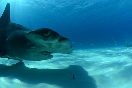 A Hammerhead shark swims off the coast of Bimini, Bahamas. (National Geographic/Mark Wheeler)