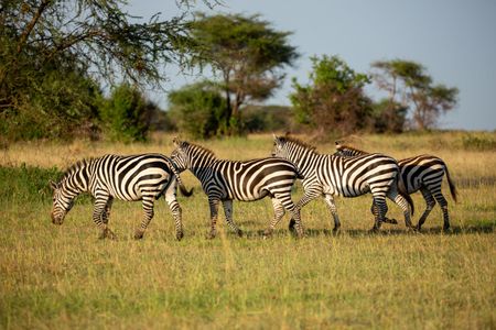 A plains zebra harem follow their stallion. (National Geographic for Disney/Holly Harrison)
