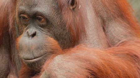 An orangutan sits with arms crossed and looking around in Germany. (Getty Images)