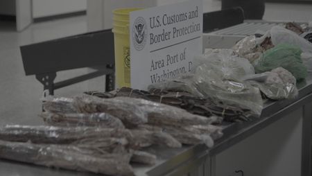 Packages of meat are placed on an inspection table after they were discovered in a passenger's luggage at the Dulles International Airport in Dulles, Va. (National Geographic)