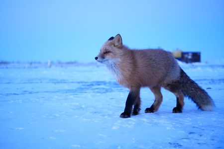 A fox in the moonlight at Kavik River Camp. (BBC Studios Reality Productions, LLC/Jayce Kolinski)
