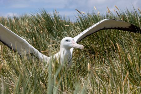 A wandering albatross walks through the tussock with his wings raised to help him balance. (National Geographic for Disney/Imogen Prince)