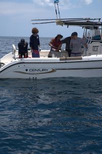 Erin Spencer, Dr. Maurits van Zinnicq Bergmann, Anthony Mackie, and Dr. Yannis Papastamatiou pull in an adult female Bull Shark. (National Geographic/Lisa Tanner)