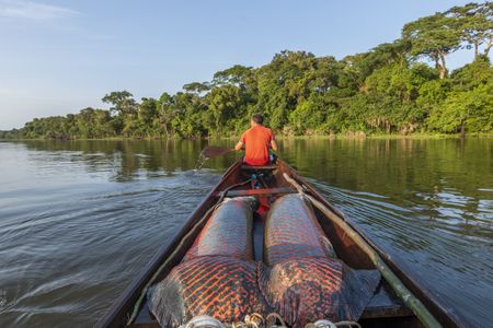 A fisherman transports arapaimas on a lake near Lago Serrado, a community on the Juruá River, a tributary of the Amazon. (credit: National Geographic/André Dib)