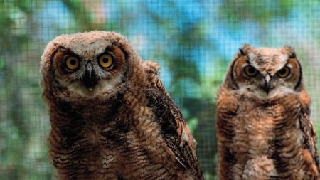 Two Great Horned Owlettes staring down the camera. (Staying Wild Productions Inc.)