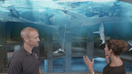 Dr. Mike Heithaus and Dr. Diva Amon speaking in the shark lab studio while a GFX Great White sharks swims around in the background. (National Geographic)