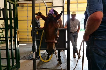 Dr. Erin Schroeder listens through her stethoscope for gut noises as owner Don Taylor stands next to Sky, a horse being treated for colic. Sky's other owner, Kevin Kamrath, holds the rope to Sky's harness. (National Geographic)
