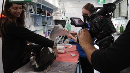 BTS of a pelican in surgery. (EQ Media Group/Jackie Munro)