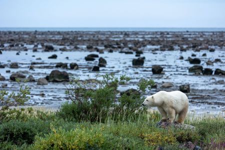 A polar bear stands on a rock on the shoreline of Hudson Bay, Canada. (National Geographic for Disney/Imogen Prince)