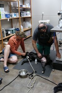 Dr. Erin Schroeder comforts the black lab as Dr. Ben uses a headlamp to find the tick. (National Geographic)