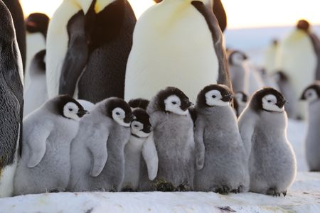 Chicks huddling up together.  (credit: National Geographic/Alex Ponniah)