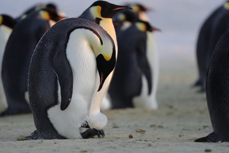 A tiny chick barely peeks out of the pouch between its parent's legs.  (credit: National Geographic/Alex Ponniah)