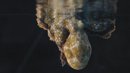 Heidi, a small day octopus changing colour while she sleep in a tank in Alaska, USA. (Getty Images)