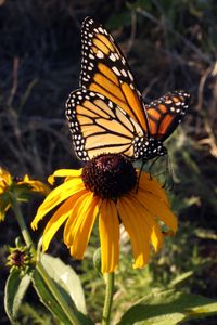 A monarch butterfly perches on a flower. (National Geographic for Disney/Sally Mclennan)