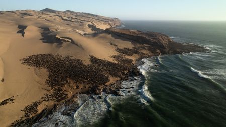 Aerial shot of large fur seal colony on the coast of Sylvia Hill.(credit: National Geographic/Tom Beldam)