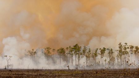 Fire plays a critical role in the Everglades ecology, sending smoke rising high above the pine forest.(credit: National Geographic/Jake Hewitt)