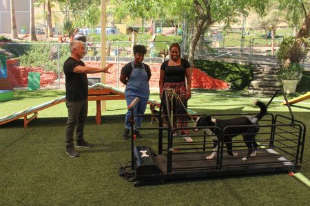 Cesar, Nailah, and Johanna watching Sigge walk on a treadmill. (National Geographic)