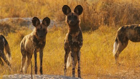 A pack of African wild dogs look alertly at the camera in Botswana/ (Getty Images)