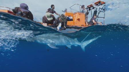 Shark biologist Matt Smukall, Aldo Kane, Zoleka Filander, Shark Ecologist Erin Spencer and Eric Stackpole tag a great hammerhead shark to gain insight into its movement in the water column. (National Geographic)