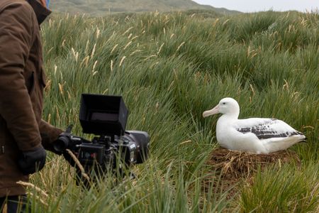 Camera operator Simon Niblett films a wandering albatross on the nest. (National Geographic for Disney/Holly Harrison)