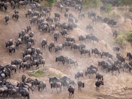 Wildebeest begin the infamous Mara River crossing in Maasai Mara, Kenya. (National Geographic for Disney/David Chancellor)