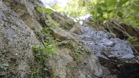 Wild herbs grow near a waterfall located at Hacienda Mamecillo, Boquete, Panama. (National Geographic for Disney/Missy Bania)
