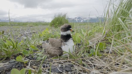 A semipalmated plover parent sits on its nest. (credit: National Geographic/Dawson Dunning)