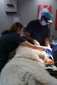 Vet tech Laurel Driver assists Dr. Ben Schroeder as they re-set Pearl the dog's paw during surgery. (National Geographic)