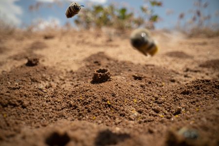 Several bees busily attend their individual ground nests. The bees will line the chimney nests with pollen and nectar and eventually lay their eggs inside.  (National Geographic/Jeff Reed)