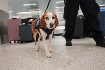 Agriculture Specialist Ortiz walks her K-9, Snoopee, through multiple passengers' pieces of luggage to detect prohibited items in Miami, Fla. (National Geographic)