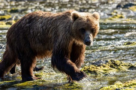 A brown bear walks through the river. (National Geographic for Disney/Rory Dormer)