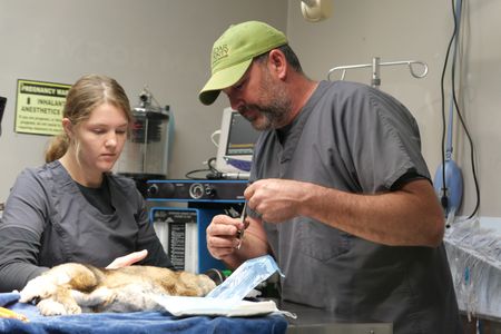 Vet tech Laurel Driver assists Dr. Ben Schroeder as he gets ready to remove the growth near Hunny the bunny's eye. (National Geographic)