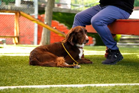 Murphy looks at his surroundings at the Dog Psychology Center. (National Geographic)