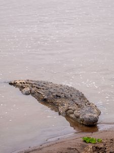 A crocodile lies in wait on the banks of the Mara River. (National Geographic for Disney/David Chancellor)