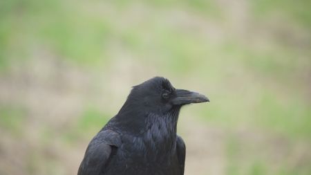 A crow looking to the right. (National Geographic)