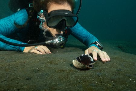 Dr. Alex Schnell reaches out to a tiny Coconut octopus (Amphiocotpus marginatus) while diving in Lembeh Strait. Alex waits to see if the octopus interacts with her.  (National Geographic for Disney/Craig Parry)