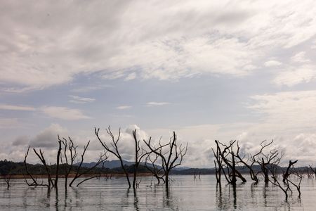 A cluster of trees in the river in Batang Ai. (Credit: National Geographic/Annice Lyn)