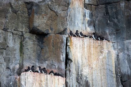 Thick-billed murres sit along a narrow ledge on their nesting cliffs in Svalbard. (Credit: Jason Roberts)