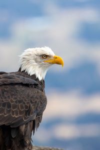An adult bald eagle looks out. (National Geographic for Disney/Maia Sherwood-Rogers)