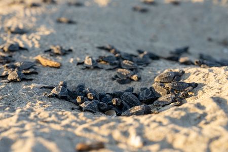 Olive ridley sea turtle hatchlings emerge from their nest. (National Geographic/Emilie Ehrhardt)