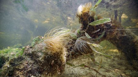 In Florida Bay, sea anemones living on the root of a red mangrove tree showcase the biodiversity of the mangrove nursery. (credit: National Geographic/Tom Fitz)