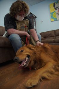 Thunder, the retriever, has a red growth his owner is concerned about. (National Geographic for Disney/Sean Grevencamp)