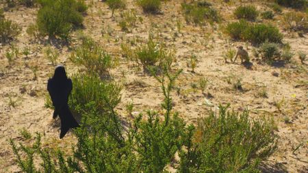 Drongo perched on branch watching Meerkat below. (Getty Images)