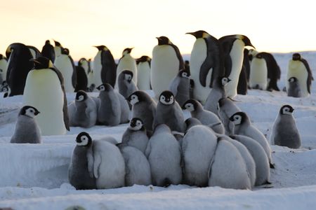 Lots of Emperor chicks together, with adults in the background.  (credit: National Geographic/Alex Ponniah)