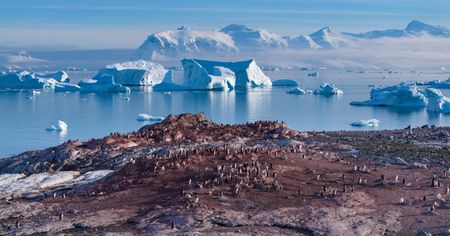 A colony of Gentoo penguins stand on their nests against the backdrop of the sea full of icebergs.  (credit: National Geographic/Bertie Gregory)