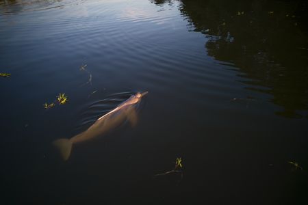 A pink river dolphin swims in the Japurá River, a tributary of the Amazon. (Photo:  National Geographic/Pablo Albarenga)