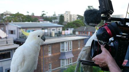 A cameraman films a cockatoo on the balcony. (Big Wave Productions)