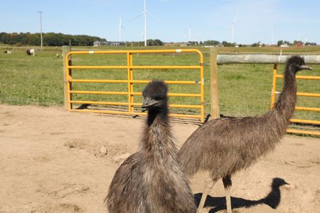 Two emus explore their new home and walk around in the Pol family farm's animal pasture. (National Geographic)