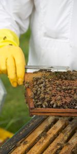 A beekeeper scrapes a bee hive rack. (Big Wave Productions)